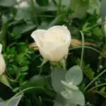 Primer plano extremo de una rosa blanca inmaculada con sutiles gotas de rocío, rodeada de follaje verde fresco y eucalipto, d