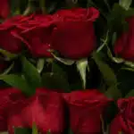 Primer plano extremo de rosas rojas frescas con gotas de rocío, resaltando la textura hiperrealista y colores vibrantes bajo
