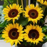 Primer plano extremo de un arreglo floral con cuatro girasoles Bengala, mostrando texturas hiperrealistas, gotas de rocío y c