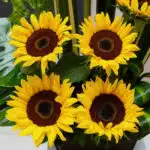 Primer plano extremo de un arreglo floral con cuatro girasoles Bengala, mostrando texturas hiperrealistas, gotas de rocío y c