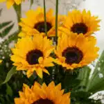 Primer plano extremo de girasoles radiantes del arreglo floral GIULIANA, con gotas de rocío sutiles y textura híper-realista.