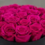 Primer plano extremo de un arreglo floral Marena con 21 rosas fucsia vibrantes y frescas, con sutiles gotas de rocío y textur