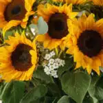 Primer plano extremo de un arreglo floral Martina con 21 girasoles vibrantes, gotas de rocío sutiles y hojas verdes frescas,