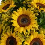 Primer plano extremo de un arreglo floral con girasoles Halo, mostrando texturas hiperrealistas, sutiles gotas de rocío y col