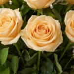 Primer plano extremo de una rosa Celestina color melocotón con gotas de rocío, mostrando textura hiperrealista y frescura.