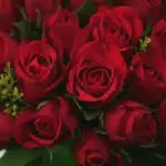 Primer plano extremo de un exuberante bouquet de rosas rojas premium, con gotas de rocío sutiles y textura híper-realista, re