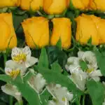 Primer plano extremo de 18 rosas amarillas con gotas de rocío y alstroemerias blancas, textura hiperrealista, luz natural sua