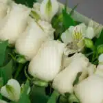 Primer plano extremo de rosas blancas frescas con gotas de rocío sutiles y alstroemerias, destacando la textura hiperrealista