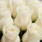 Primer plano extremo de rosas blancas frescas con gotas de rocío, mostrando textura hiperrealista y colores vibrantes bajo lu