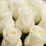 Primer plano extremo de rosas blancas frescas con gotas de rocío, mostrando textura hiperrealista y colores vibrantes bajo lu