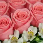 Primer plano extremo de una caja de 24 rosas rosadas frescas con gotas de rocío, mostrando texturas hiperrealistas y alstroem