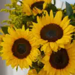Primer plano extremo de un jarrón con 12 girasoles, mostrando texturas hiperrealistas, gotas de rocío y colores vibrantes baj
