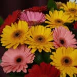 Primer plano extremo de gerberas multicolor (amarillas, rosas, rojas) con gotas de rocío, textura hiperrealista y colores vib