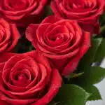 Primer plano extremo de rosas rojas vibrantes con gotas de rocío, mostrando textura hiperrealista y frescura. Iluminación nat