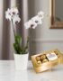 Orquídea ESTRELLA de doble vara con flores blancas y centro púrpura en maceta blanca, junto a una caja de chocolates Ferrero
