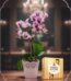 Orquídea Phalaenopsis Antonella en maceta rosa con encaje, junto a una caja de bombones Ferrero Rocher, sobre mesa de madera