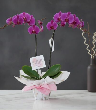 Orquídea Premium de Dos Tallos Deluxe con flores moradas vibrantes y hojas verdes, presentada en una maceta elegante con envo