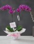 Orquídea Premium de Dos Tallos Deluxe con flores moradas vibrantes y hojas verdes, presentada en una maceta elegante con envo