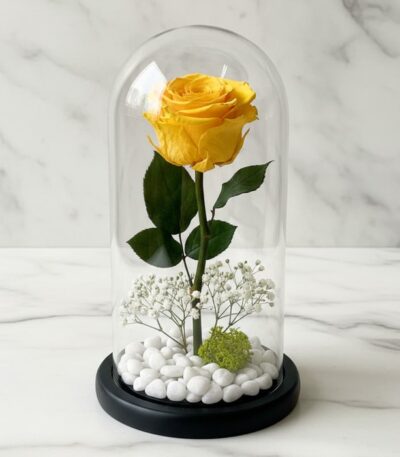 Rosa eterna amarilla vibrante dentro de un domo de cristal, con base negra, rodeada de pequeñas piedras blancas y follaje ver