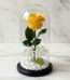 Rosa eterna amarilla vibrante dentro de un domo de cristal, con base negra, rodeada de pequeñas piedras blancas y follaje ver