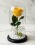 Rosa eterna amarilla vibrante dentro de un domo de cristal, con base negra, rodeada de pequeñas piedras blancas y follaje ver