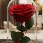 Primer plano de una rosa roja preservada dentro de una elegante cúpula de cristal, con sutiles gotas de rocío en los pétalos