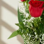 Primer plano extremo de un Solitario con Rosas Marilyn, mostrando pétalos rojos vibrantes con gotas de rocío, hojas verdes y