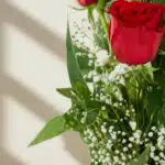 Primer plano extremo de un Solitario con Rosas Marilyn, mostrando pétalos rojos vibrantes con gotas de rocío, hojas verdes y