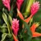 Flores flores-tropicales — arreglosflorales.net