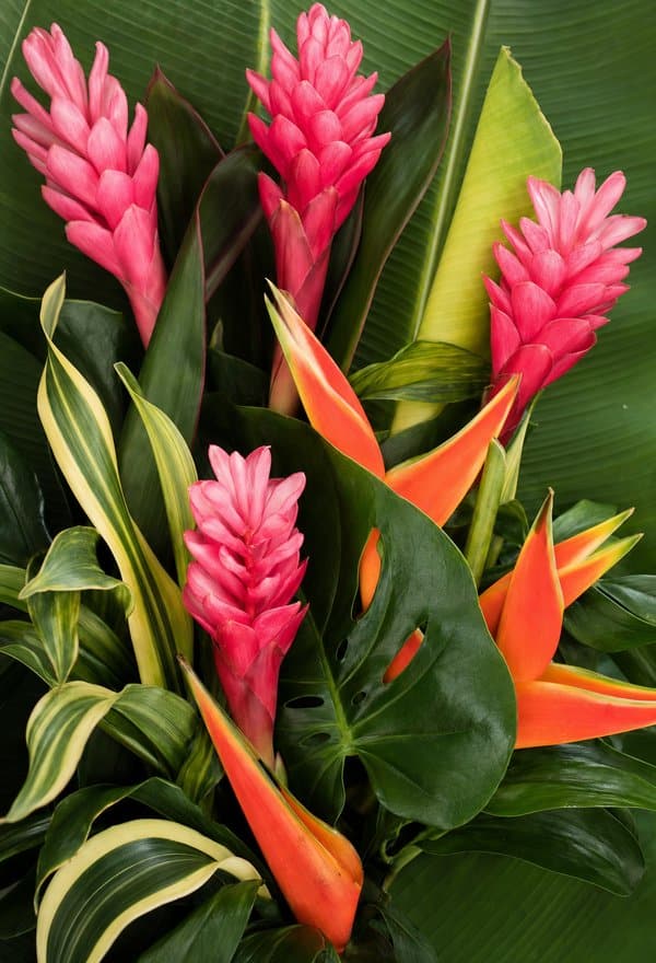 Flores flores-tropicales — arreglosflorales.net