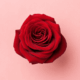 Rosas premium - arreglosflorales.net